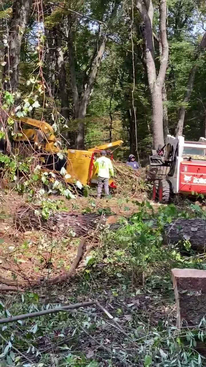 A Bobcat skid steer and tracked wood chipper working together at a wooded land-clearing site, with a crew member on site